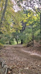 View of a dirt Path in the garden