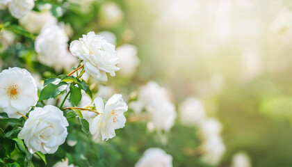 Blooming white rose bush in garden. Beautiful flowers. Banner with copy space.