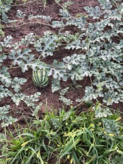 Watermelon plant with leaves on the ground in a garden small villege 