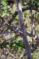 oiseau de paradis sur l'ile de mayotte