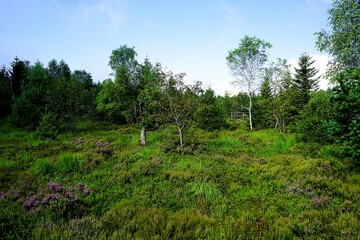 Landscape panorama with fir trees and other conifers in the Black Forest in southern Germany photographed on a sunny summer's day. Black Forest National Park