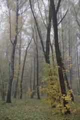 October. Trees in the park in autumn attire. Cloudy day and fog.