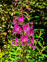 Flowering willowherb with pink blossoms, large willow herb, rosebay willowherb (Epilobium angustifolium), wild plant