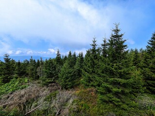 Landscape panorama with fir trees and other conifers in the Black Forest in southern Germany photographed on a sunny summer's day. Black Forest National Park