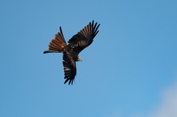 Milvus milvus - Red kite - Milan royal