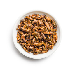 Crispy fried crickets in bowl isolated on white background. Insect protein.