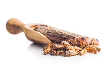 Crispy fried grasshoppers and crickets in scoop isolated on white background. Insect protein.