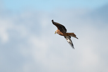 Milvus milvus - Red kite - Milan royal