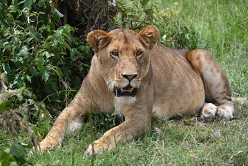 lion in the grass