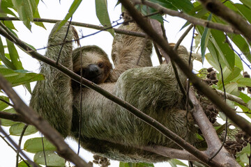close-up of a brown throathed sloth hanging in a tree looking at me