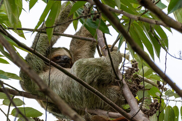 close-up of a brown throathed sloth hanging in a tree