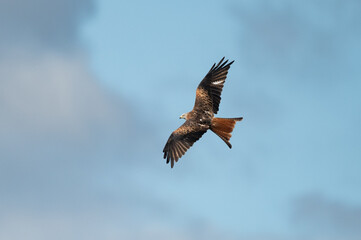 Milvus milvus - Red kite - Milan royal