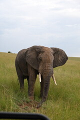 Obraz premium wild elephant 