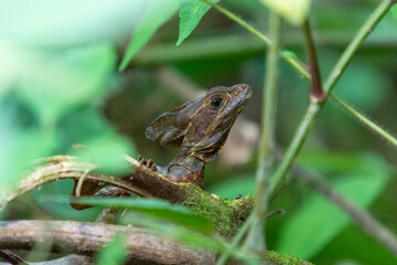 close-up portrait of a male basilisk in costa rica