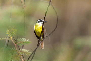 golden bellied flycatcher sitting on a branch in costa rica