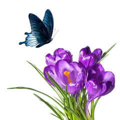 Vibrant crocus bouquet accompanied by a beautiful butterfly on isolated background