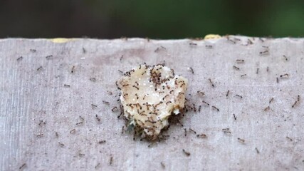 Ants eat bread.