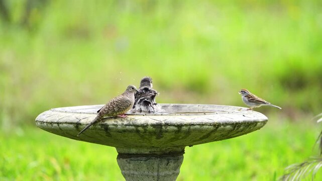 Slow motion video of a Northern Mockingbird bathing in a bird bath and while a chipping sparrow and an inca dove are spooked and fly off