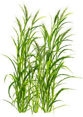 Side view of Hordeum plants