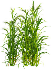 Obraz premium Side view of Hordeum plants