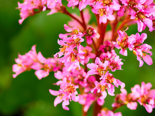 selective, selected, soft focus. pink bergenia crassifolia close-up in a green garden on a beautiful sunny spring day. background for designers, artists, computer desktop