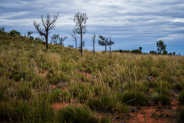 The Desolation of the  Australian Outback