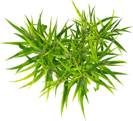 Top view of Hordeum plants