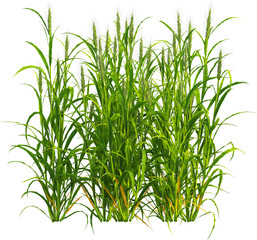 Side view of Hordeum plants