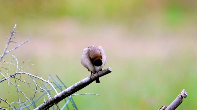 Beautiful video of a solitary female House sparrow sitting in the open on a twig with colorful background