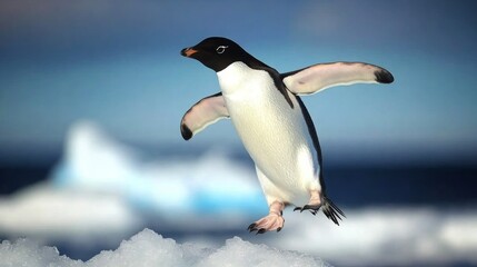 Fototapeta premium Penguin jumps on ice, Antarctic background.