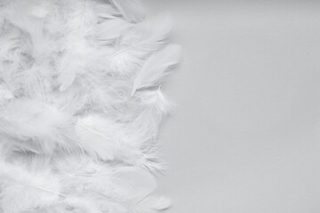 Beautiful feathers on light grey background, flat lay. Space for text