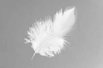 One white feather on light grey background