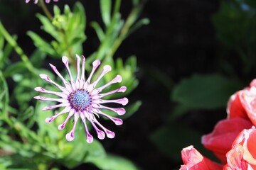 pink flower in garden
