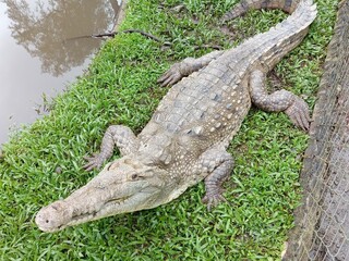 alligator in the swamp