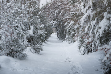 Snowy Path Through a Winter Forest in Ordesa, Pyrenees