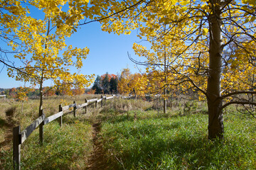 View of a footpath in the park with fence in autumn