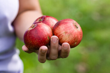 Hand holding three ripe red apples