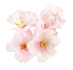 Sakura flowers, cherry blossom branch, isolated on white