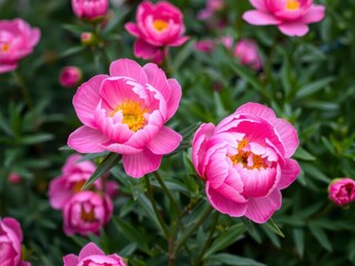 Obraz premium Lush and vibrant pink peony flowers creating a stunning botanical background, pink, peony, vibrant