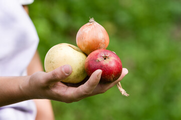 Hand holding fresh onion and apples outdoors