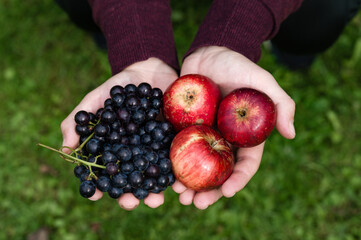 Hands holding fresh grapes and red apples