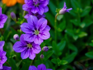 Vibrant purple flower petals and leaves with a soft texture, perfect for backgrounds and nature themes, environment, natural, purple flowers