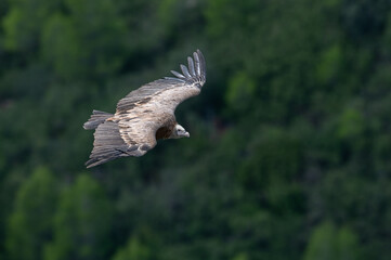 Gyps fulvus - Griffon vulture - Vautour fauve