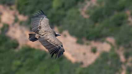 Gyps fulvus - Griffon vulture - Vautour fauve