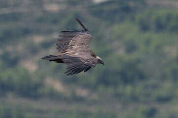 Gyps fulvus - Griffon vulture - Vautour fauve