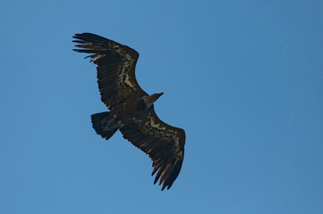 Gyps fulvus - Griffon vulture - Vautour fauve