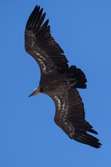 Gyps fulvus - Griffon vulture - Vautour fauve