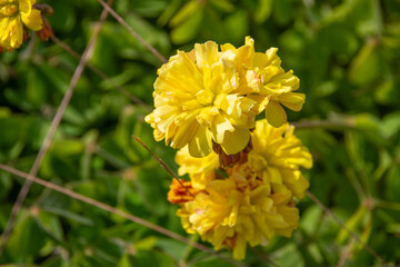 Kerria japonica en plena floración, con sus características flores amarillas y brillantes. Las flores tienen múltiples pétalos que les dan un aspecto esponjoso y lleno.