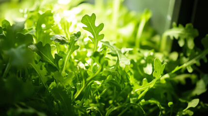 Vibrant Green Arugula in Vertical Farm, Macro Photography