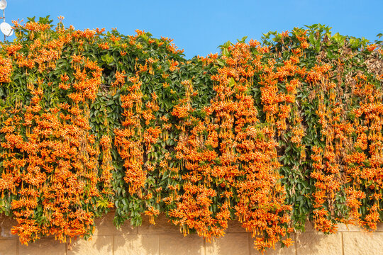 Una pared exuberante cubierta con Pyrostegia venusta, com&uacute;nmente conocida como enredadera llama o enredadera de trompeta naranja. La planta se caracteriza por sus vibrantes flores naranjas que caen en